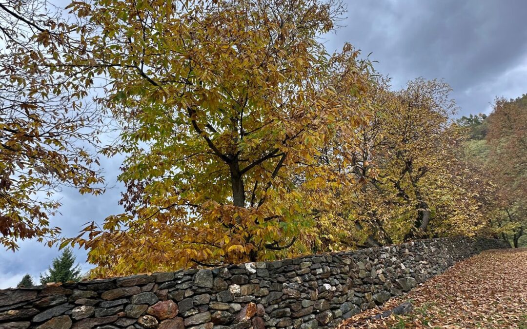 A spasso con l’Ecomuseo in autunno… Scopriamo i castagneti di Centa San Nicolò e Levico Terme